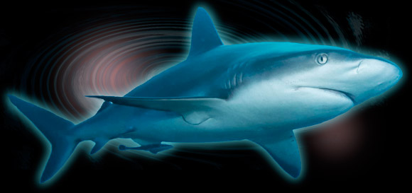 Mako Goddess - Shark Goddess