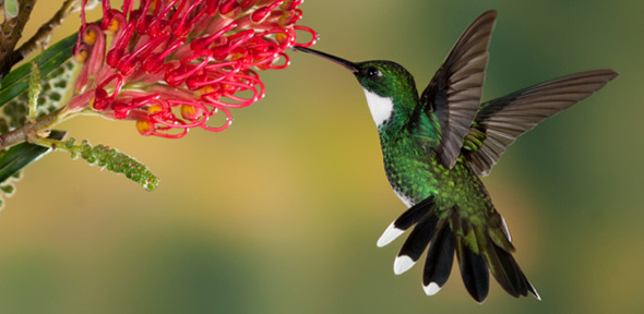 Pino Woman Goddess of Consecration